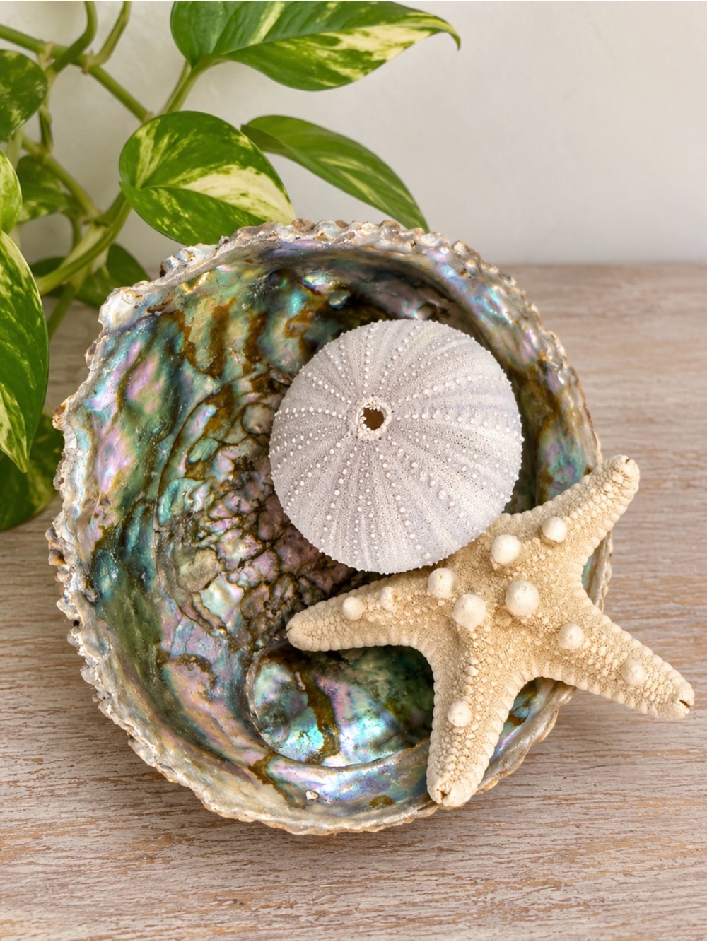 Iridescent Abalone Shell | Sea Urchin & Starfish Decor